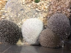 -酷嗒动物文化乐园(cutezoo西溪乐天城店)