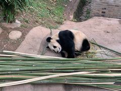 -都江堰中华大熊猫苑