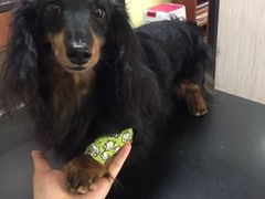 -安安宠医宠物医院·异宠·犬猫内科(岳阳分院)