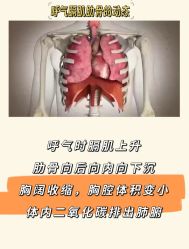 点击看大图 -JC·YOGA静禅瑜伽普拉提