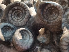 -辽宁古生物博物馆
