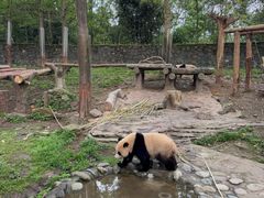 -都江堰中华大熊猫苑