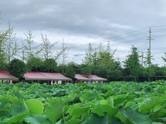 -洪湖家庭农场·团建·露营·会议