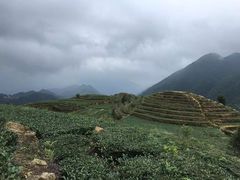 -文雅轩茶叶(锦和越界田林坊店)