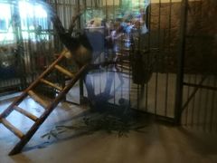 熊猫-成都大熊猫繁育研究基地
