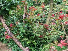 -大兴滨河森林公园