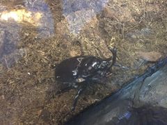 -上海大自然野生昆虫馆