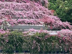-深圳仙湖植物园