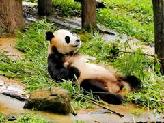 -都江堰中华大熊猫苑