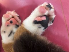 -和它·交个朋友·狗咖猫咖(爱琴海店)