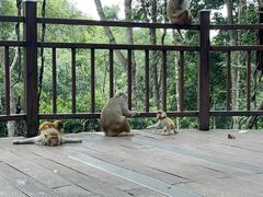 -普洱太阳河森林公园