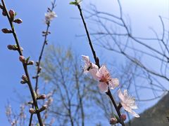 -桃花岭景区