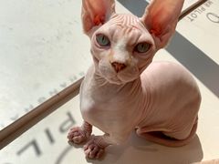 -飞行喵MR PILOT|猫舍·猫咖(静安大融城店)