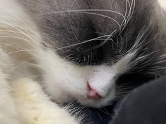 -李小姐の猫咖啡馆(五角场店)