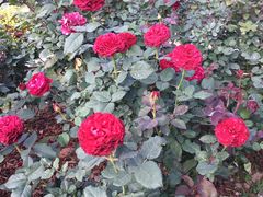 -人民公园(罗湖区)