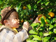 -前小桔亲子创意农场·草莓采摘·露营烧烤