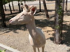 -秦皇岛野生动物园