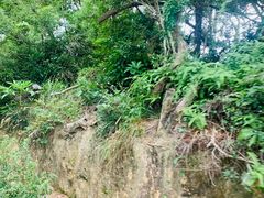 -广东惠东海龟国家级自然保护区