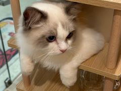 -猫遇摄影工作室