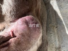 -美联众合动物医院·24h转诊中心
