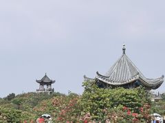 -贵州百里杜鹃风景名胜区