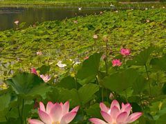 -莲花池公园
