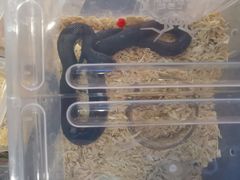 -酷以爬仙阁实体爬宠店·守宫·蜥蜴·专业繁育