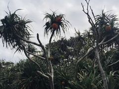 -鹅銮鼻公园