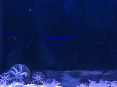 -暹罗海洋世界