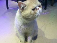 -杨桃院子咖啡吧(中华红墨店)