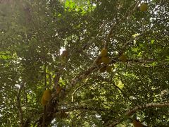 -中国科学院西双版纳热带植物园