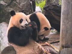 -都江堰中华大熊猫苑