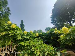 -莲花池公园