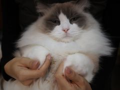 -MOCHA明星猫咖(田子坊店)