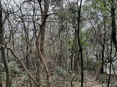 -上海佘山国家森林公园天马山园