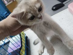 -宠颐生宠物医院·异宠猫科内科·诊疗中心宠巢店