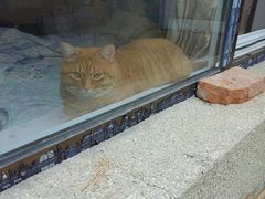 -宠福鑫康馨动物医院·骨科·眼科