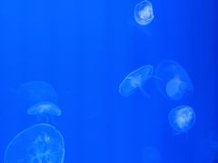 -福州罗源湾海洋世界旅游区