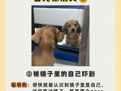 -翊宠yipet猫狗购宠庄园