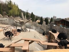 -东方熊牧场