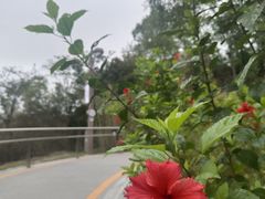 -板樟山森林公园
