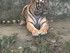 -栾川竹海野生动物园