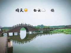 -荷塘月色湿地公园·向阳花洲