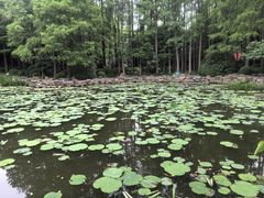 -人民公园-相亲角