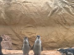 -悉尼海洋生物水族馆