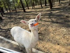 -秦皇岛野生动物园