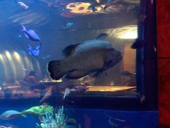 -迪拜帆船酒店海底餐厅