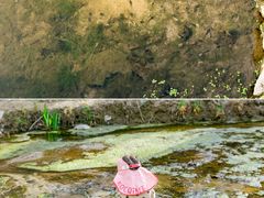 -白水寺森林公园