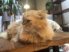 -松果猫咖(桐乡吾悦金街店)