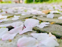 -顾村公园